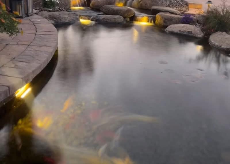 Reasons Why You Need a Pond Filtration System