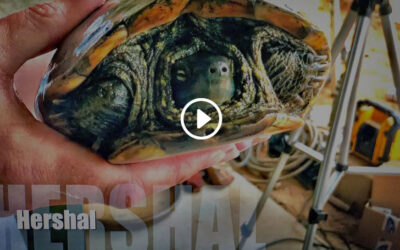 Home For A Turtle