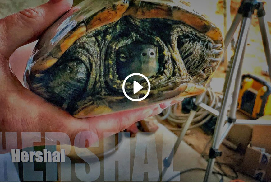 Home For A Turtle