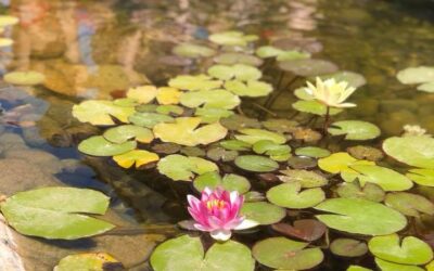 Simple Tips for Summer Pond Care