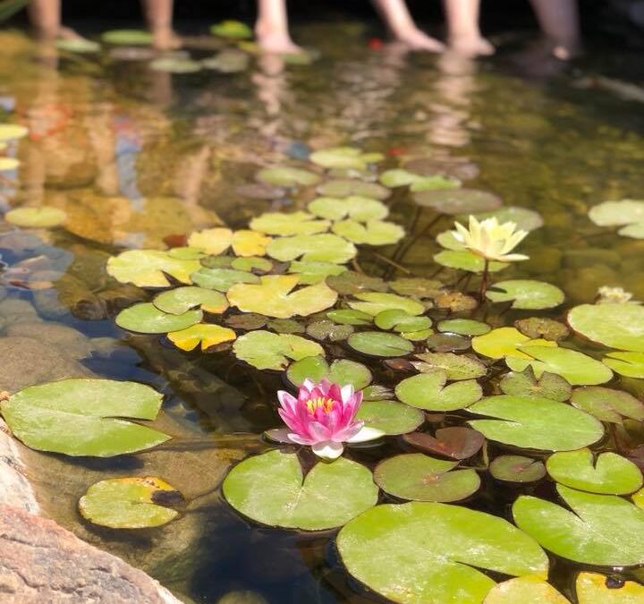 Simple Tips for Summer Pond Care