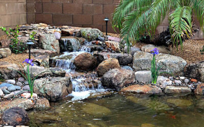 Simple Tips for Summer Pond Care