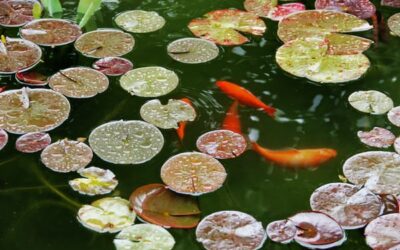 Top Koi Fish Breeds You Can Keep in Your Pond