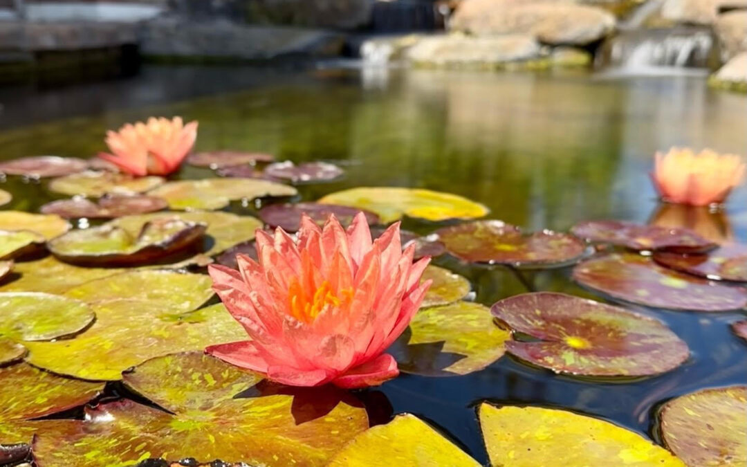 How to Get Your Pond Ready For Spring