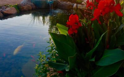 5 Reasons to Build a Koi Pond in Your Backyard