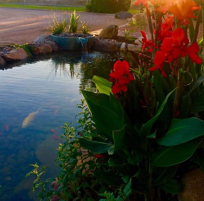 5 Reasons to Build a Koi Pond in Your Backyard