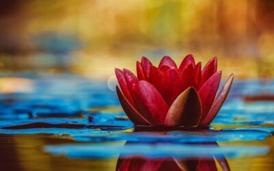 Pond and Garden Tour