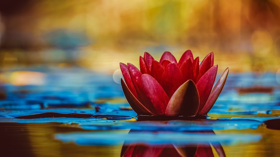 Pond and Garden Tour