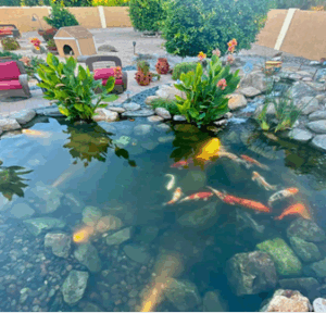 A serene backyard pond featuring colorful koi fish swimming among lush aquatic plants.