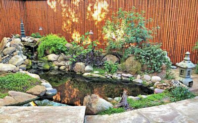 The 3 Silent Warning Signs of Low Dissolved Oxygen in Your Summer Pond