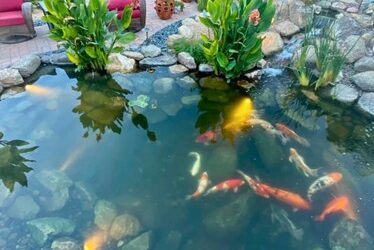 How to Keep Your Koi Safe When the Temperature Drops