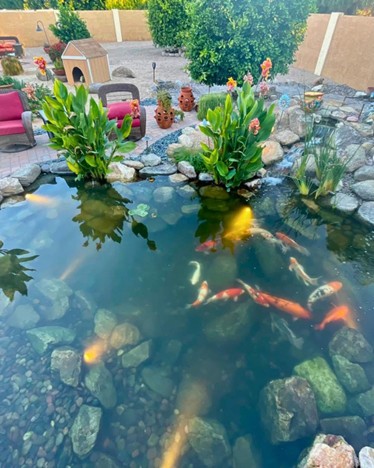 A birds-eye-view of many colorful koi fish in a koi pond with natural stone and plants.