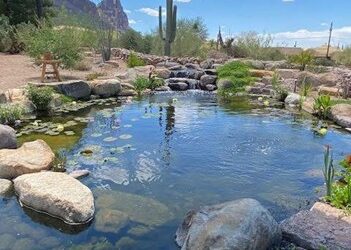 Clean-Out vs Skimming: What Your Pond Really Needs This Season