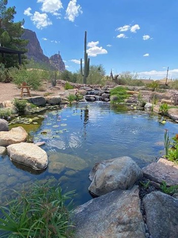 A pond with lily pads, natural stones, and water plants under a blue sky.
