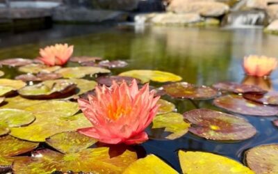 The Best Time to Add Plants to Your Pond