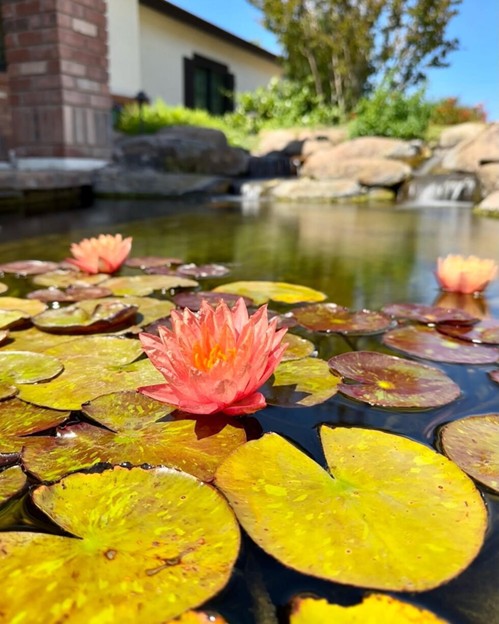 A serene pond featuring blooming water lilies and a gentle waterfall cascading in the background.