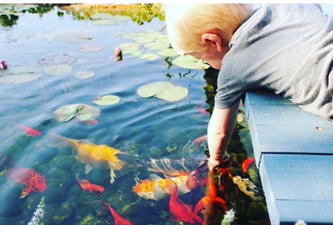 A small child reaches his hand down into a clear koi pond with lily pads.