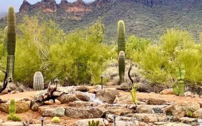 Two Water Features, Two Different Experiences