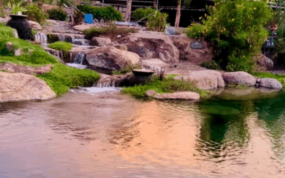 Your Pond Doesn’t Hibernate, And Neither Should Your Maintenance