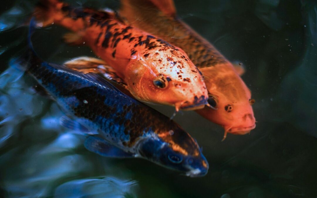 A group of three koi fish swimming in dark water during winter in Arizona.