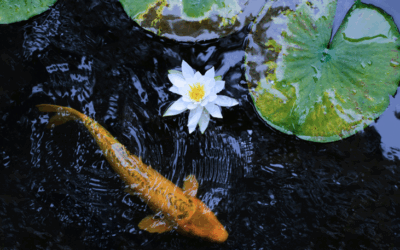 🐟 How Cold Is Too Cold for Koi in Arizona?
