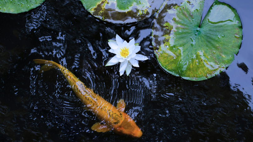 A koi fish swims near lily pads and a lotus flower in dark water.