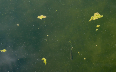 What Happens If You Ignore Pond Maintenance for 3–6 Months?