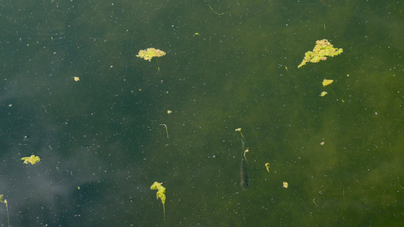 What Happens If You Ignore Pond Maintenance for 3–6 Months?