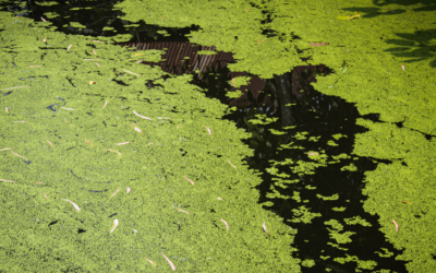 Does Cold Weather Kill Pond Algae Or Just Slow It Down?