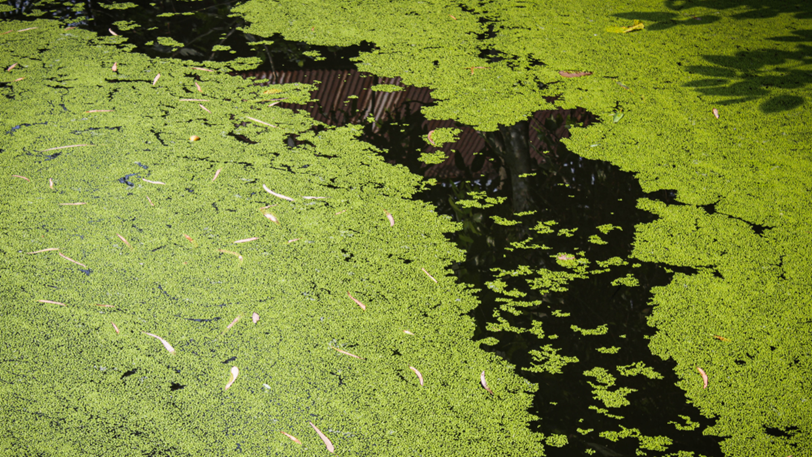 Does Cold Weather Kill Pond Algae Or Just Slow It Down?