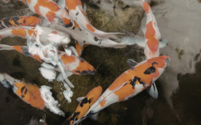 How Winter Sun Exposure Affects Pond Algae in the Desert