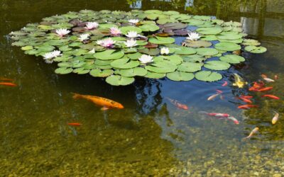 Top 7 Pond Mistakes to Fix Before Spring Comes