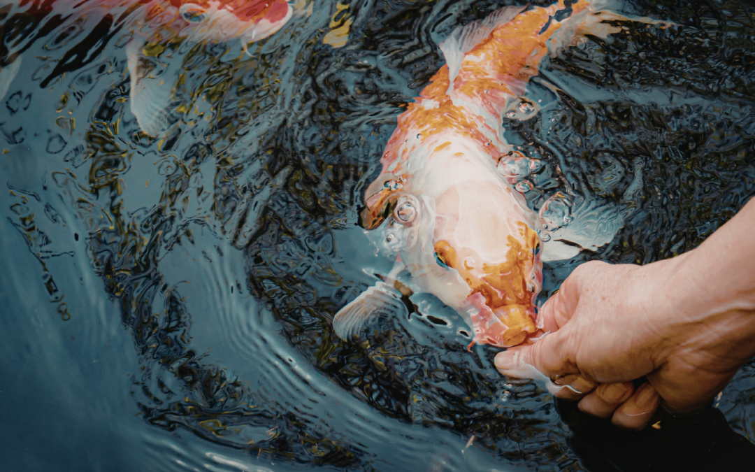 A human hand feeding a koi fish who lifts their head from the water.