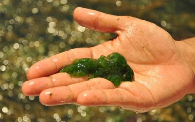 Why String Algae Gets Worse in Spring Even If Your Water Looks Clear!