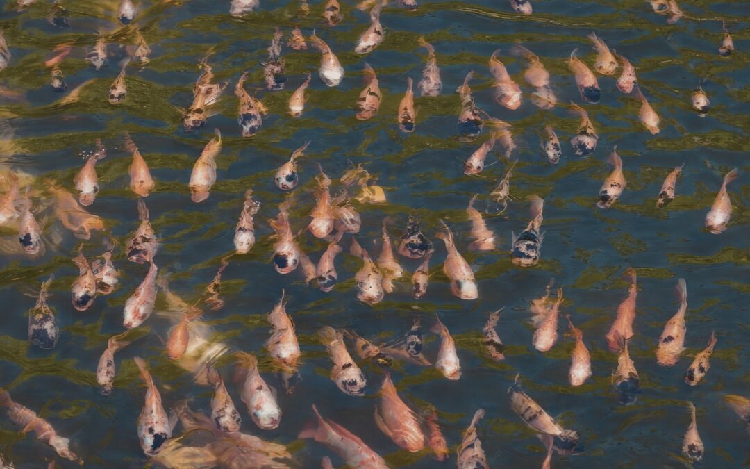 Is Your Pond Overcrowded?