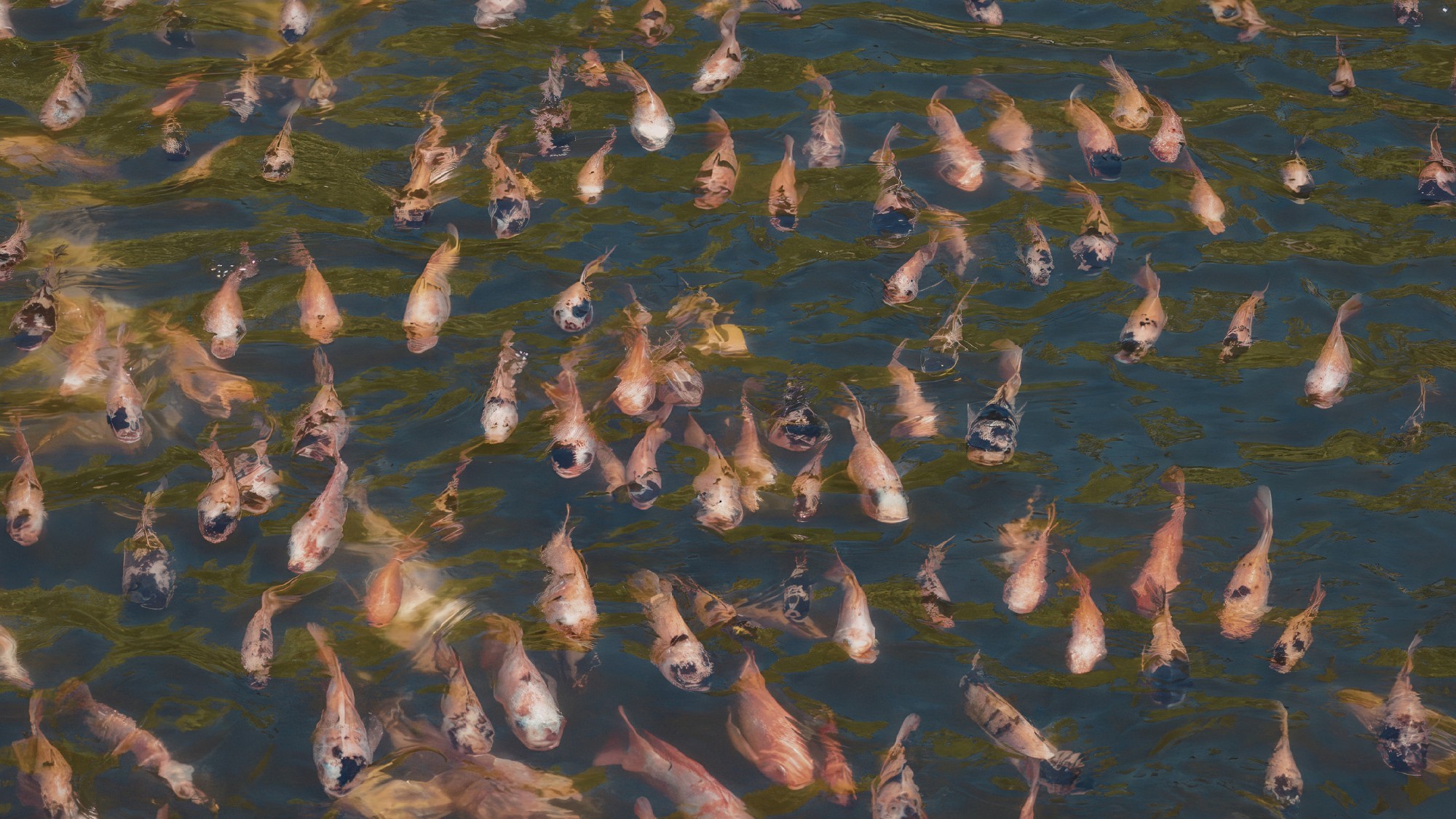 The Hidden Impact of Fish Load on Your Water Quality