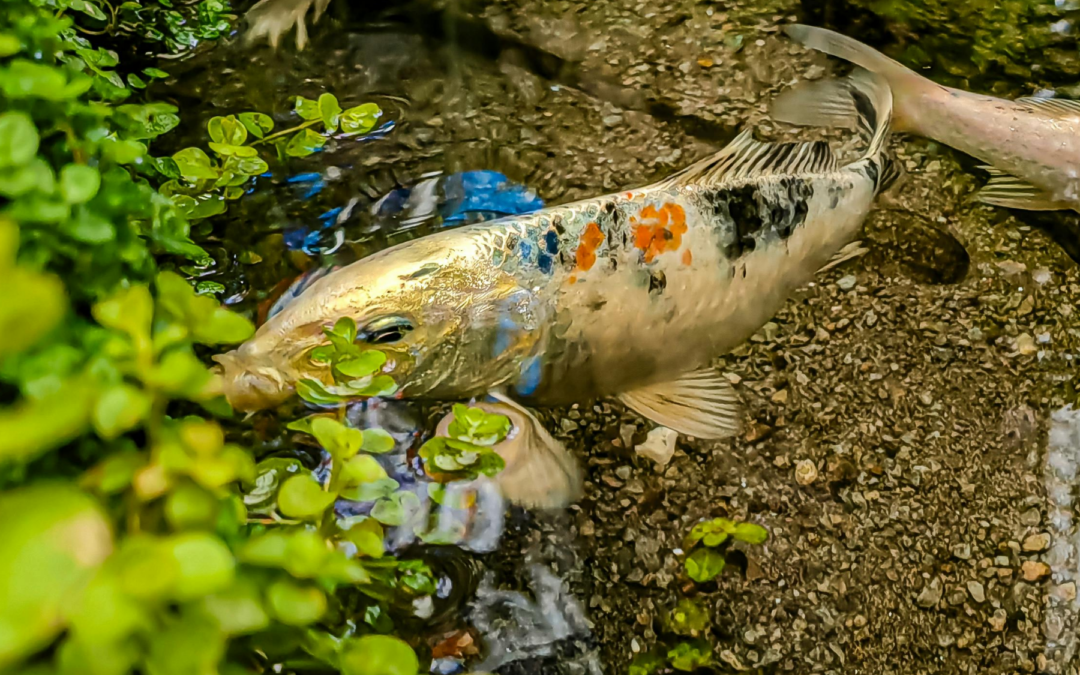 Why Your Pond Plants Grow So Fast and How to Tame Them