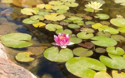 Keeping Your Pond Cool When the Desert Sizzles