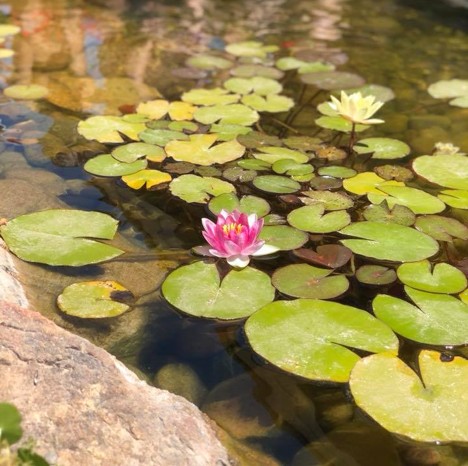 A fish pond with blossoming waterlilies floating on the surface and clear water.