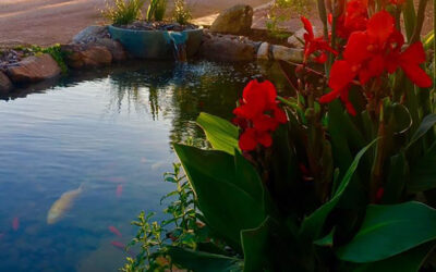 3 Steps to Save Your Pond Water After an Arizona Dust Storm