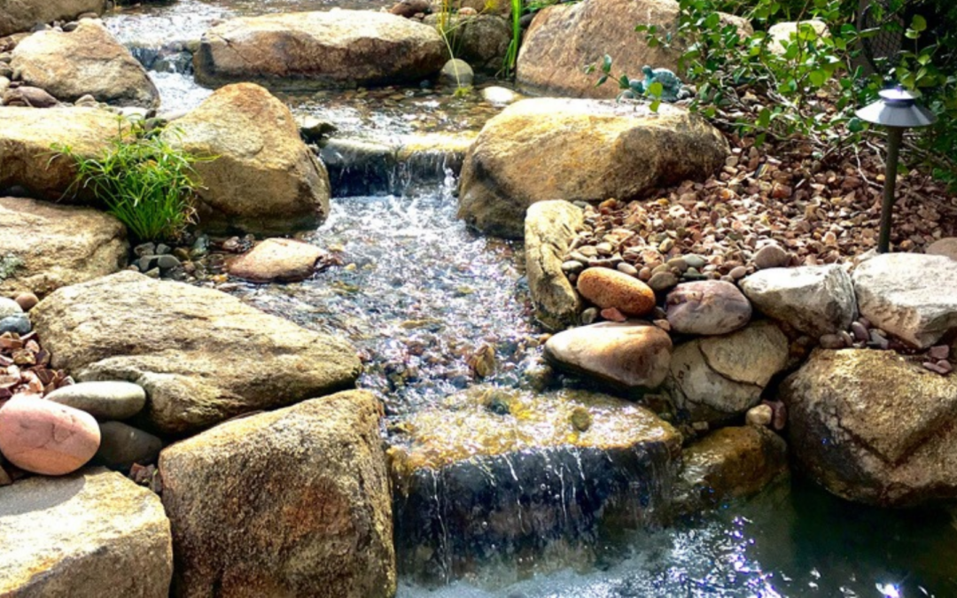 Fall Fish Nutrition: When and How to Transition to Autumn Food